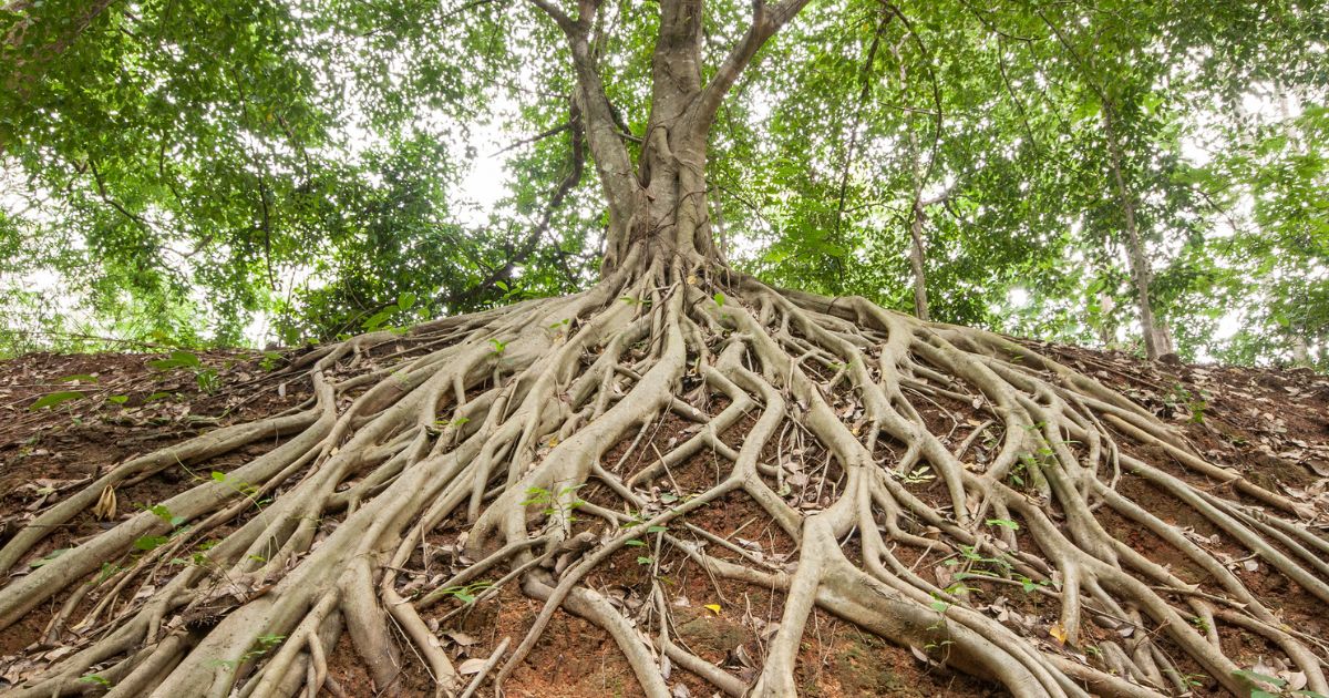 Expansive tree roots spreading across rich soil, symbolizing strong foundational growth and strategic investment in private markets.