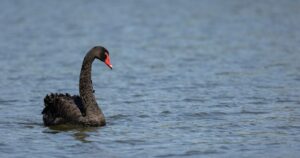 A black swan glides on still water, representing rare, unpredictable financial events.